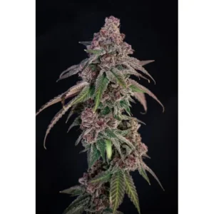 Lovin‘ In Her Eyes Louisiana Pine feminisiert – 5 Samen