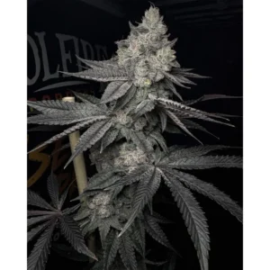 Solfire Gardens Lucid Vision feminisiert