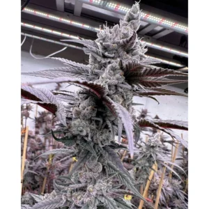 Solfire Gardens Lung Buster feminisiert – 6 Samen