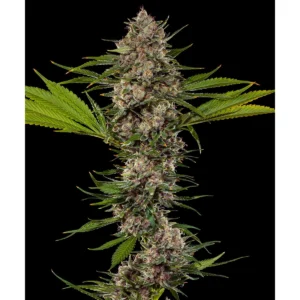 Barneys Farm MAC1 F1 3er Packung