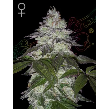 Green House Seed Co. Milky Dreams
