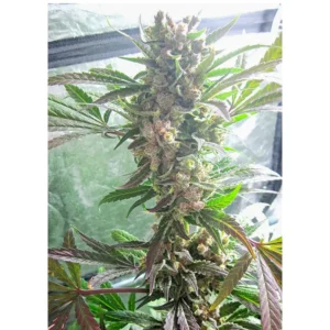 Dutch Passion Master Kush