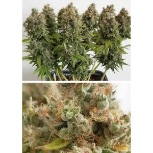 Dutch Passion Mazar
