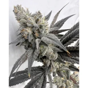 Solfire Gardens Mega Mind feminisiert – 6 Samen