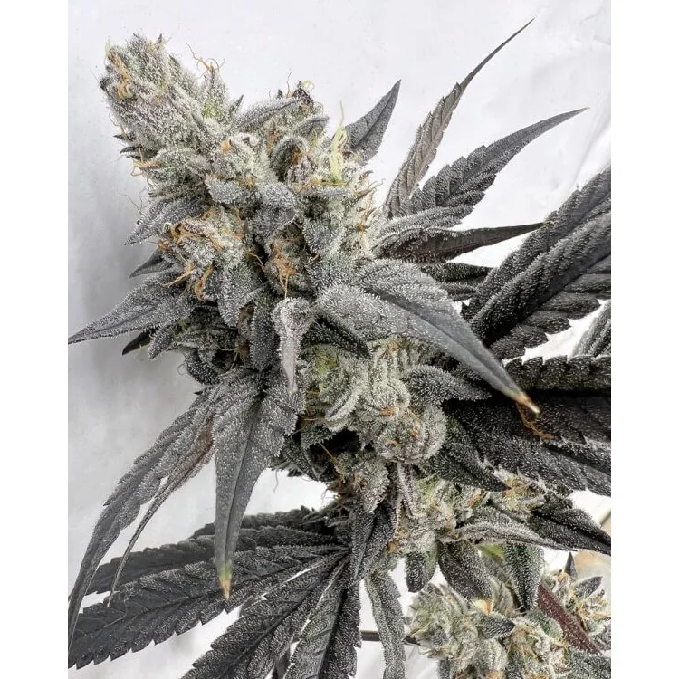 Solfire Gardens Mega Mind feminisiert – 6 Samen