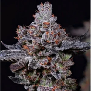 Ethos Genetics Mookie B R1 feminisiert – 5 Samen