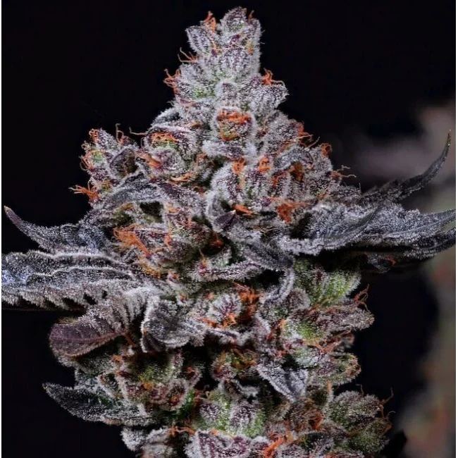 Ethos Genetics Mookie B R1 feminisiert – 5 Samen