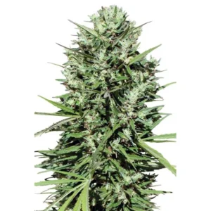 Ace Seeds Morocco Beldia Kif regulär