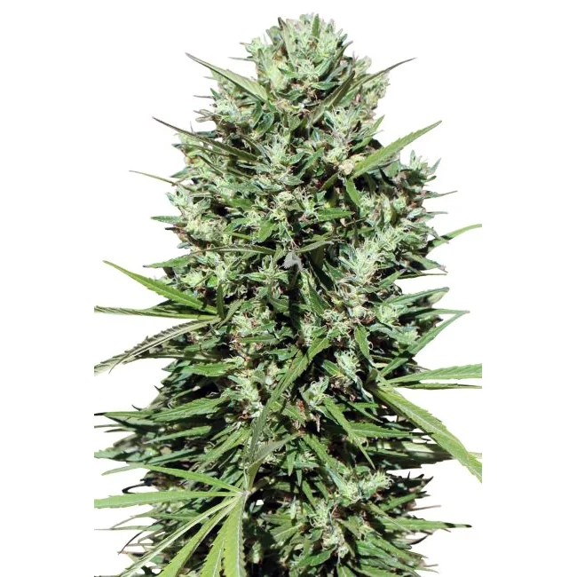 Ace Seeds Morocco Beldia Kif regulär