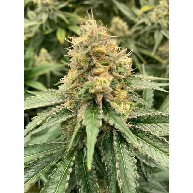 Mosca Seeds Strawberry Guava Auto - 3 Samen