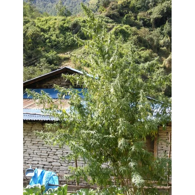 Ace Seeds Nepal Annapurna regulär