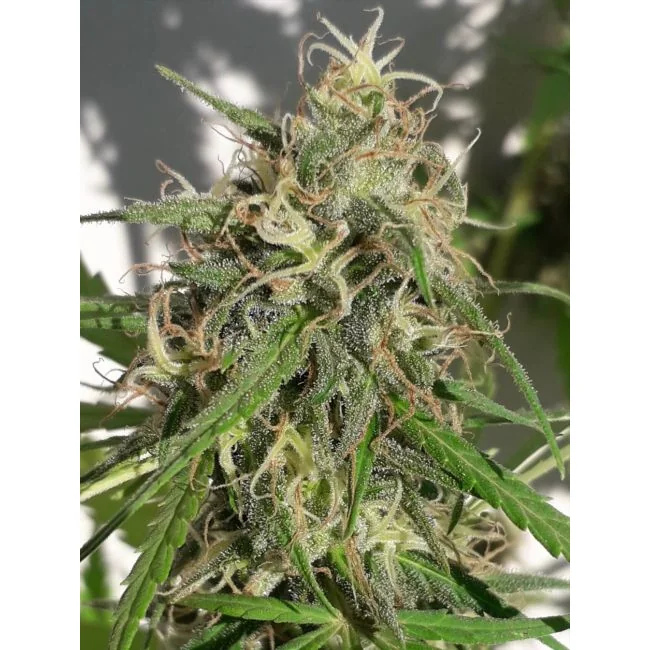 Ace Seeds New Caledonia regulär