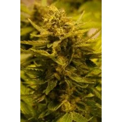 The Cali Connection OG CBD feminisiert – 6 Samen