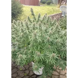 Dutch Passion Orange Bud – 3 Samen