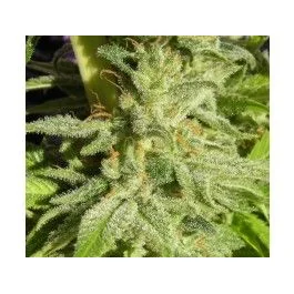 Ace Seeds Orient Express feminisiert
