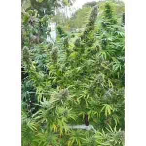 Dutch Passion Pamir Gold