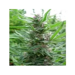 Ace Seeds Panama regulär