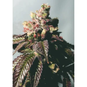 The Cali Connection Passion Berry (Gold Collection) feminisiert – 6 Samen