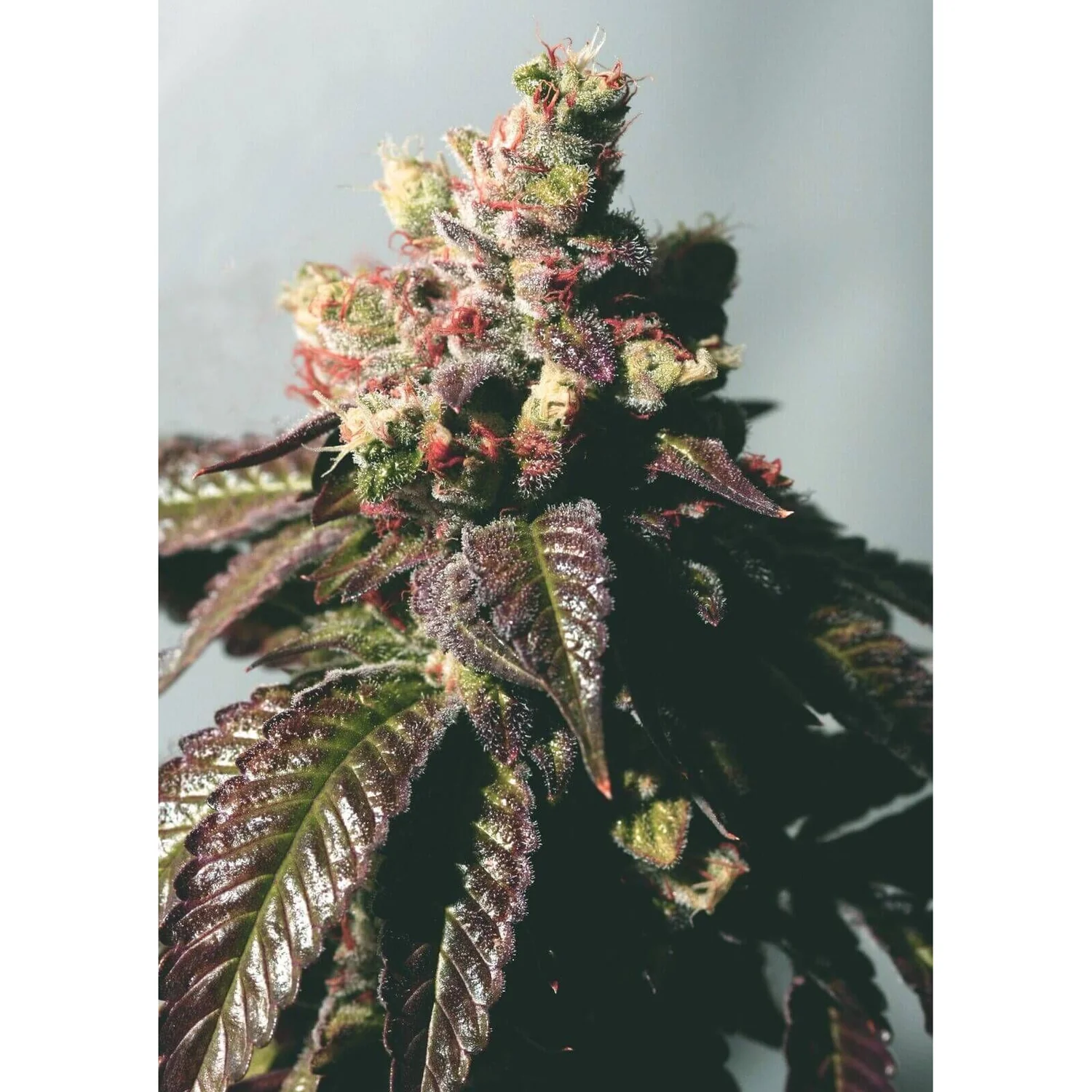 The Cali Connection Passion Berry (Gold Collection) feminisiert – 6 Samen