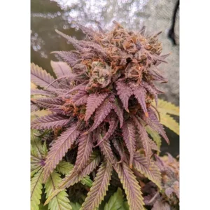 Dutch Passion Passion Fruit