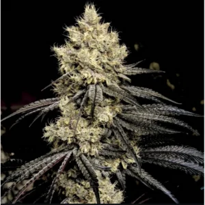 Ethos Genetics Pillows R1 feminisiert – 5 Samen