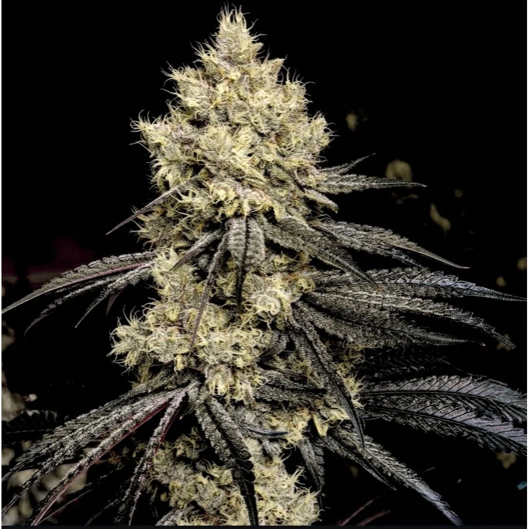 Ethos Genetics Pillows R1 feminisiert – 5 Samen