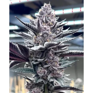 Solfire Gardens Pink Milk feminisiert