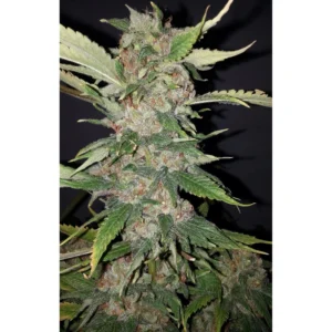 The Cali Connection Purple Crack feminisiert – 6 Samen