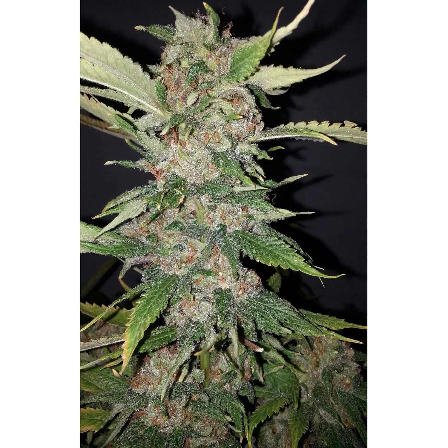 The Cali Connection Purple Crack feminisiert – 6 Samen