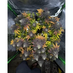 Brothers Grimm Seeds Ricky’s Hash Plant feminisiert (Trailer Park Boys Collab) – 9 Samen