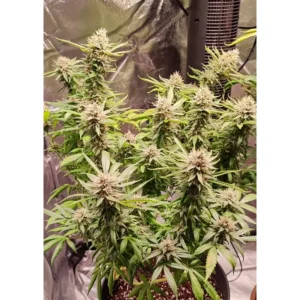 Dutch Passion Skunk #1 Regular