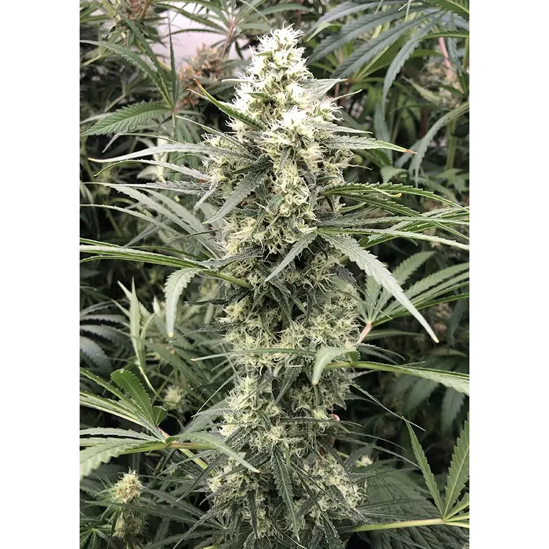 Dutch Passion Snow Bud