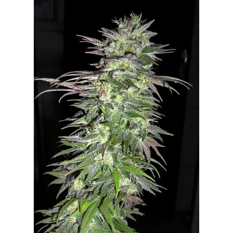 Dutch Passion Snow Bud