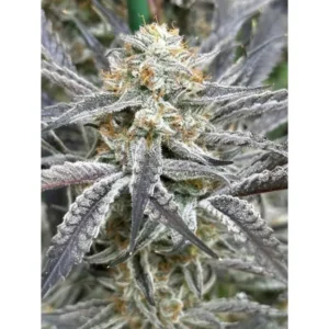 Lovin‘ In Her Eyes Strawberry Cadillac feminisiert – 5 Samen