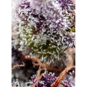 Sweet Seeds Studio 54 Stardust Auto – 3er Packung +1 Seed gratis