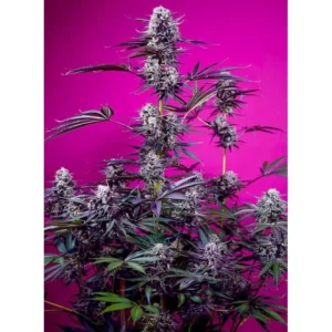 Sweet Seeds Studio 54 Stardust Auto – 3er Packung +1 Seed gratis