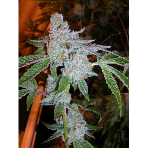 The Cali Connection Tahoe OG Kush feminisiert – 6 Samen