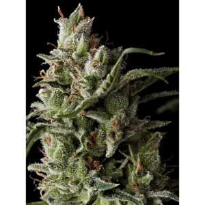 Grand Daddy Genetics The Funk feminisiert – 5 Samen