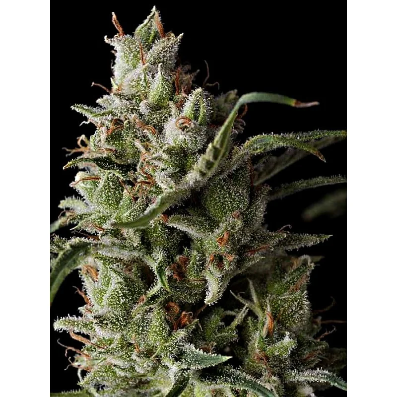 Grand Daddy Genetics The Funk feminisiert – 5 Samen