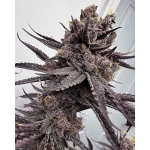 Solfire Gardens Trap God feminisiert – 6 Samen