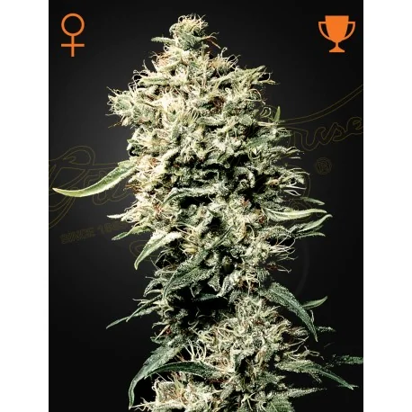 Green House Seed Co. White Rhino