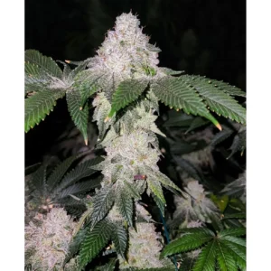 Ethos Genetics Wrank S1 feminisiert – 5 Samen