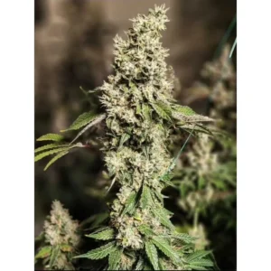 Ethos Genetics Z Cut RBX2 feminisiert – 5 Samen