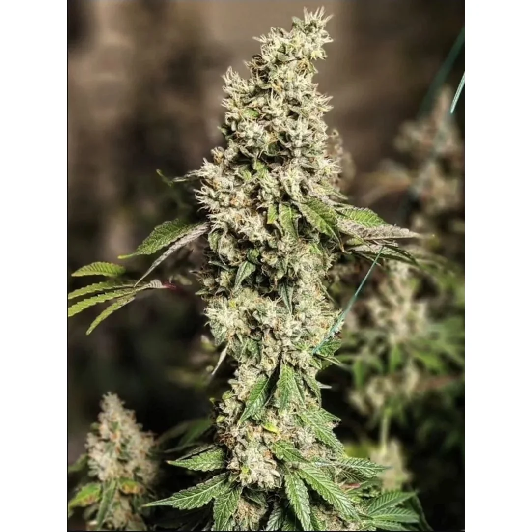 Ethos Genetics Z Cut RBX2 feminisiert – 5 Samen