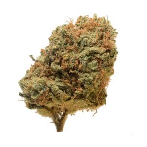 Amsterdam Genetics Critical Mass regulär