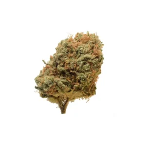 Amsterdam Genetics Critical Mass regulär