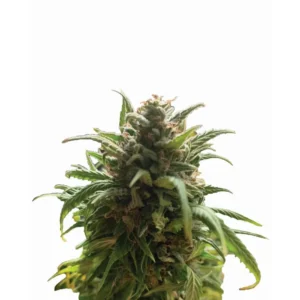 Nirvana Seeds Blue Dream regulär
