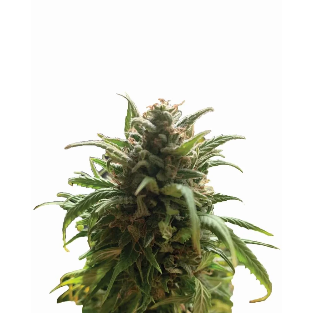 Nirvana Seeds Blue Dream regulär