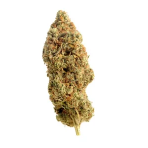 Amsterdam Genetics Amnesia Haze regulär