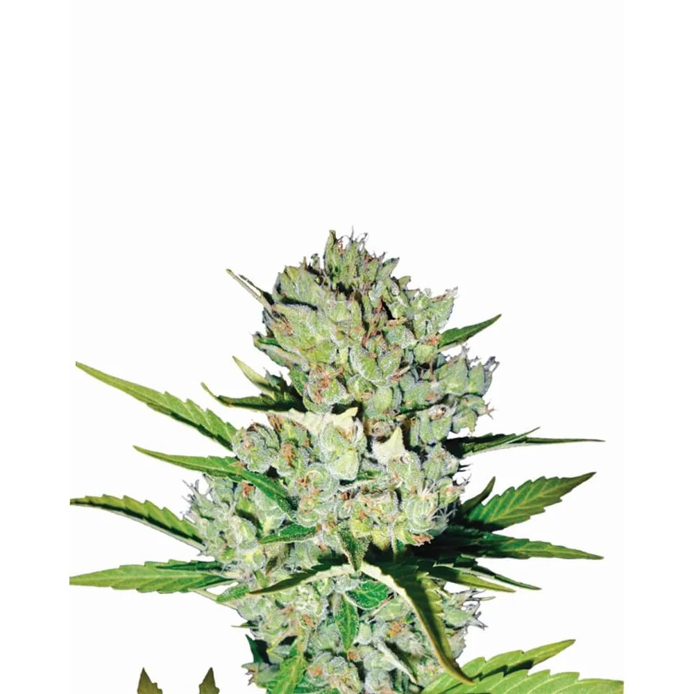 Nirvana Seeds Skunk #1 Auto feminisiert